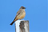 Say's Phoebe